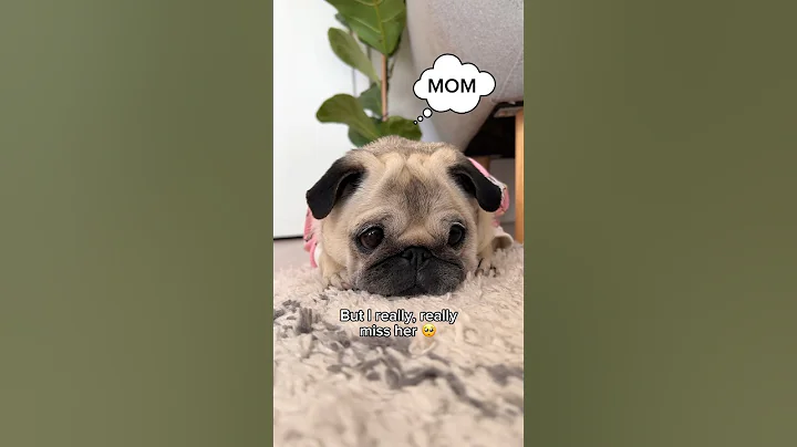 Please help me find my mom 👀 She has been missing for 6 whole minutes!! 🥺 #pug #dog #pet - DayDayNews