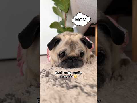 Video: Hur dog Monses mamma?