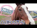 メイショウドトウ『名馬と癒しの時間』呼べば来てくれる
