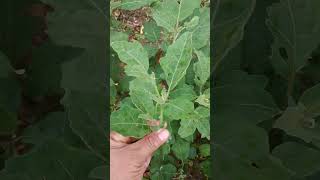 Fazer De Jiló Atravéz De Galhos De Uma