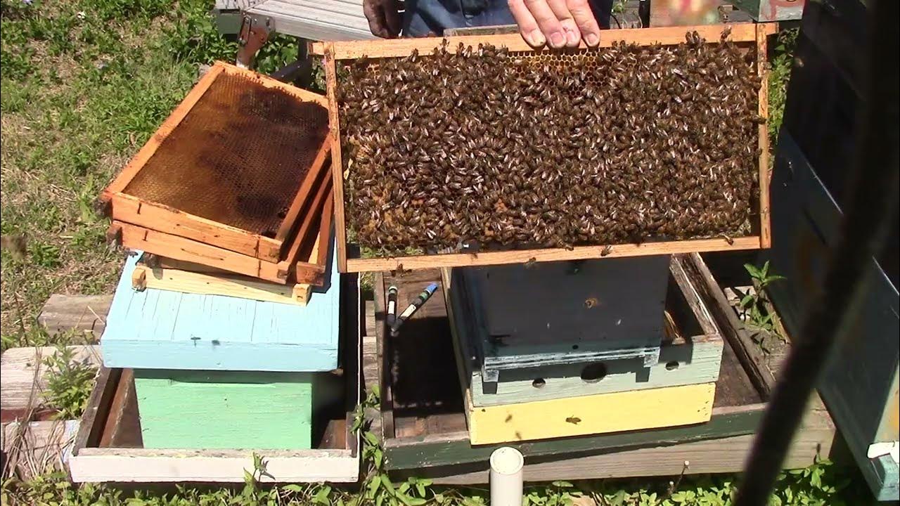 MVI 1944 . How I make splits some time with frames that have queen cells on them YouTube