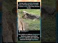 SECONDS OF PURE INSTINCT! 🐆 Leopard’s Deadly Pounce 😱 #Shorts #Leopard #ViralAnimals #NatureLover