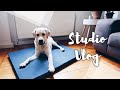 Das kann man für den Hund alles selber machen | DIY Studio Vlog