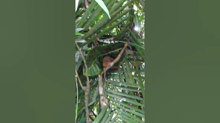 fyi: flash can kill tarsier! #creature #animals #nocturnals #migztheexplorer