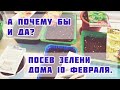 Посеяла петрушку, укроп, мяту, базилик и гацанию 10 февраля. Посмотрим что из этого вырастит дома.