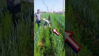Farmer Uses Smart Machine to Clean Weeds in Onion Field 😱🧅 | Modern Farming Technology