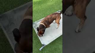 Video of adoptable pet named TIGER #3
