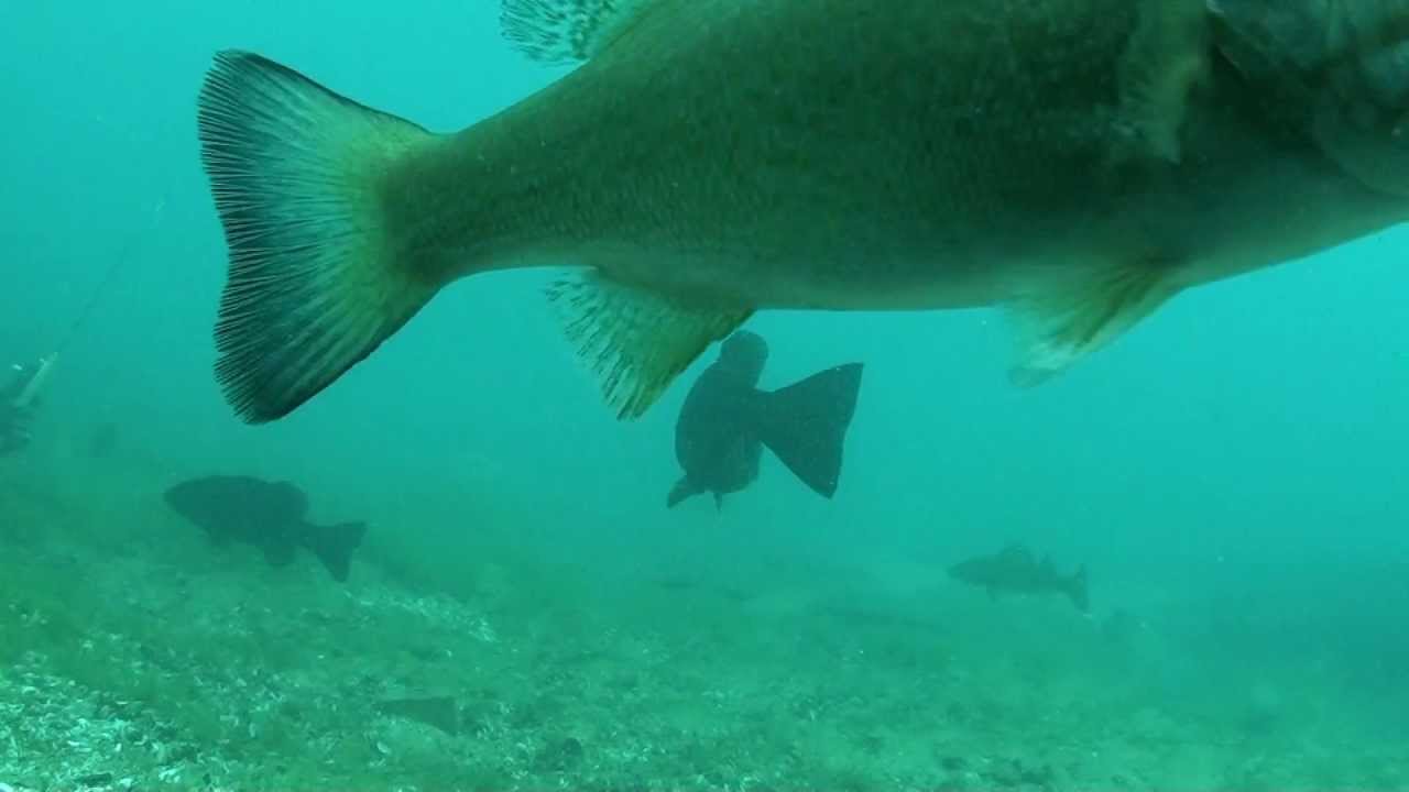 Underwater Fishing in Port Huron Michigan