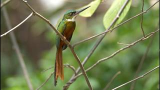 Rufous-tailed Jacamar Sound