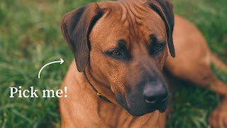 10 Reasons Why You Should Get a Rhodesian Ridgeback