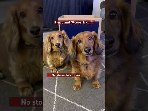 Bruce and Steve share their icks 🙅‍♀️ #anythingforpets #petsmart
