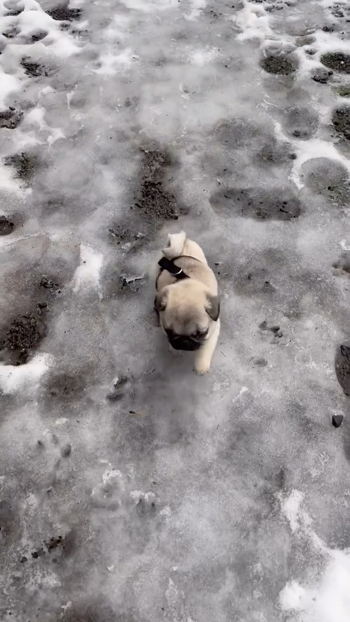 #JasonDeruloTV // Cute Pup ? #GotPermissionToPost From IG @bellinghamdogwalking #HandsOnMe