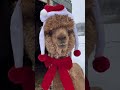 Happy Christmas Alpaca Shorts Viral TikTok Kitri Farm mp3