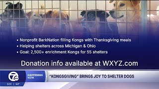 Help Bark Nation give homeless dogs a happy Thanksgiving