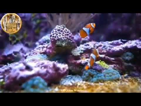 ارح سمعك تلاوة هادئة تريح القلب والعقل سورة الرحمن  ارح سمعك تلاوة هادئة تريح القلب والعقل سورة الرحمن