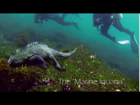 Scuba Diving with the Marine Iguana of the Galápagos Islands
