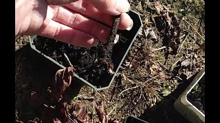 Can You Grow Peonies From Stem Cuttings