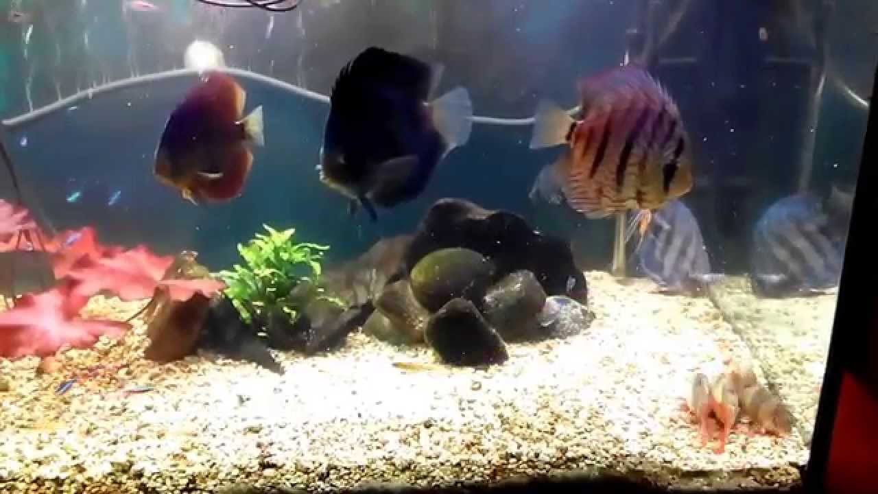 Discus 30 03 2015 - YouTube