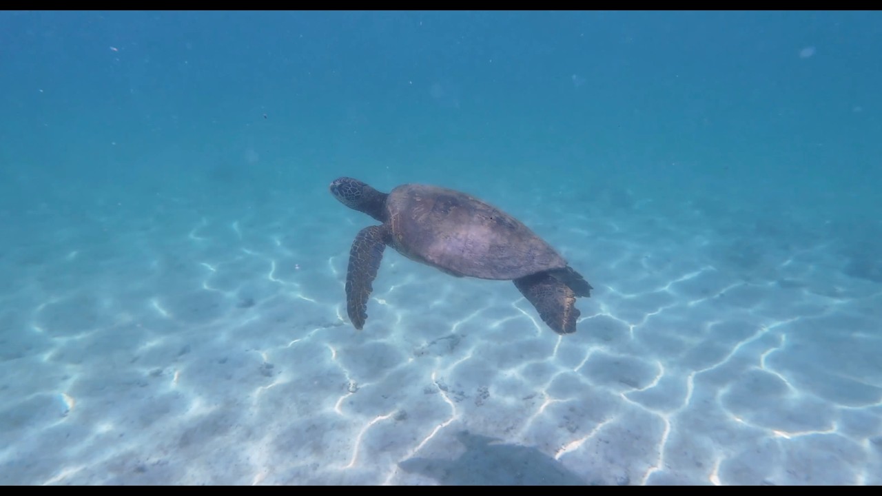 Galapagos Snorkeling