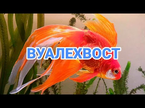 ВУАЛЕХВОСТ. СОДЕРЖАНИЕ В АКВАРИУМЕ