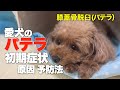 パテラ（膝蓋骨脱臼）発症　知って欲しい初期症状や予防法　愛犬をパテラから守るためには