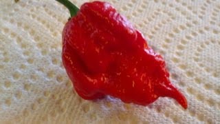 Trinidad Butch T Scorpion Review