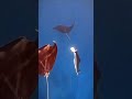 Enjoy our scuba diving holiday packages to Dahab 🤿🪸🌴#mantaray#viralreels #shorts