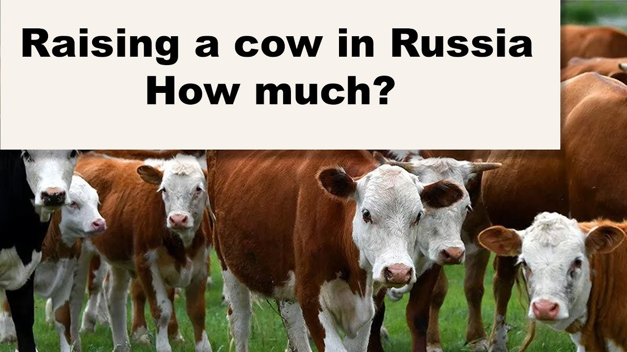 HOW MUCH to RAISE a COW in rural RUSSIA YouTube