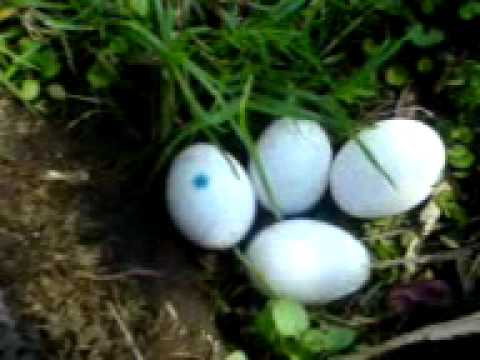 huevos de dinosaurios de verdad