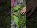Cute Parrot Eating #shorts #ytshorts