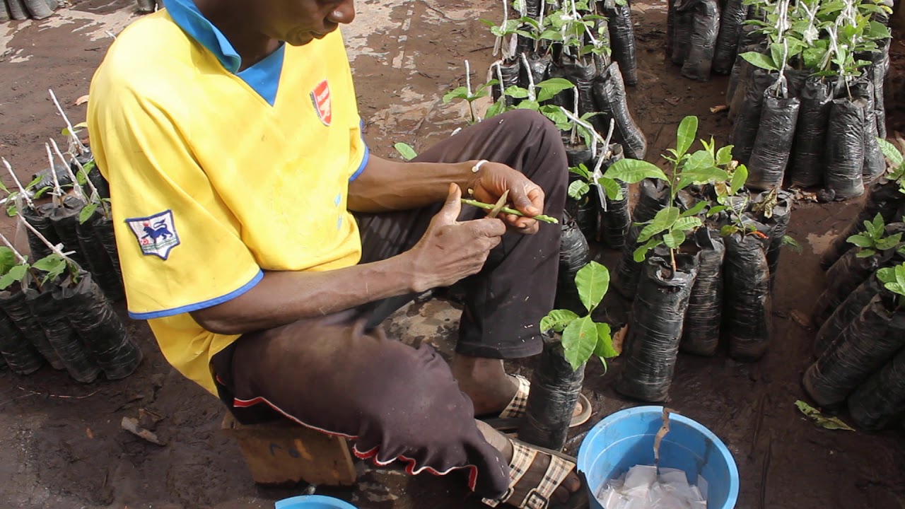 Greffage plant anacarde