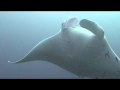 Swimming with giant manta ray  hin muang thailand