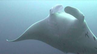 Swimming with Giant Manta Ray @ Hin Muang, Thailand by eastanubis 3,678 views 13 years ago 4 minutes, 19 seconds