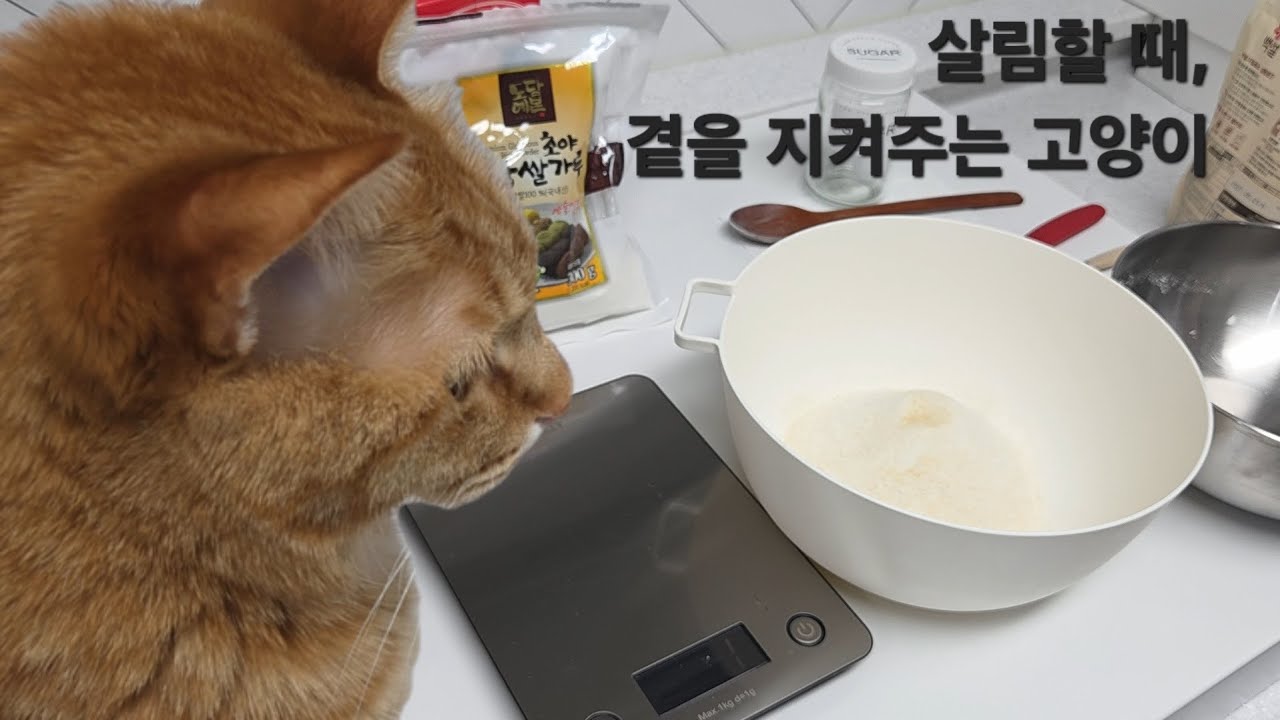 퇴근 후 고양이와 함께 하는 일상, 양배추 손질, 버터떡 만들기 | 살아가는 쵸가네