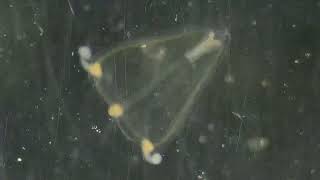 Juvenile pandeid hydrozoan jellyfish twitching mouth under microscope iNaturalist 348341458