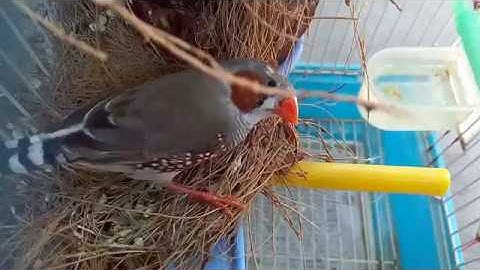 Finch Birds Rearranging the nest - Part 2 - Domestic Discovery