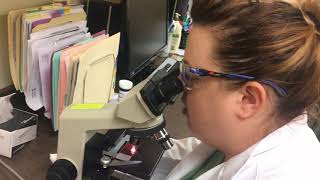 VET 222 Task 6 Direct Smear HW