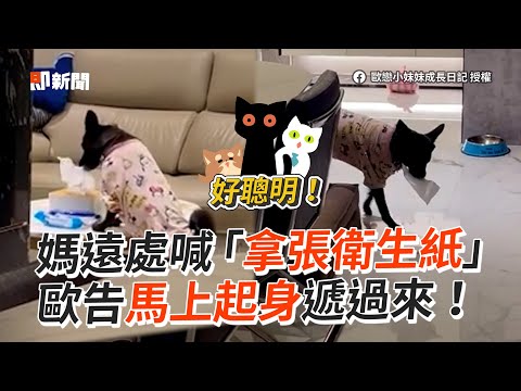 媽遠處喊「拿張衛生紙」歐告馬上起身遞過來！｜寵物動物｜黑狗｜可愛｜精選影片