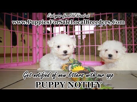 BICHON FRISE PUPPIES FOR SALE, GEORGIA LOCAL BREEDERS ...