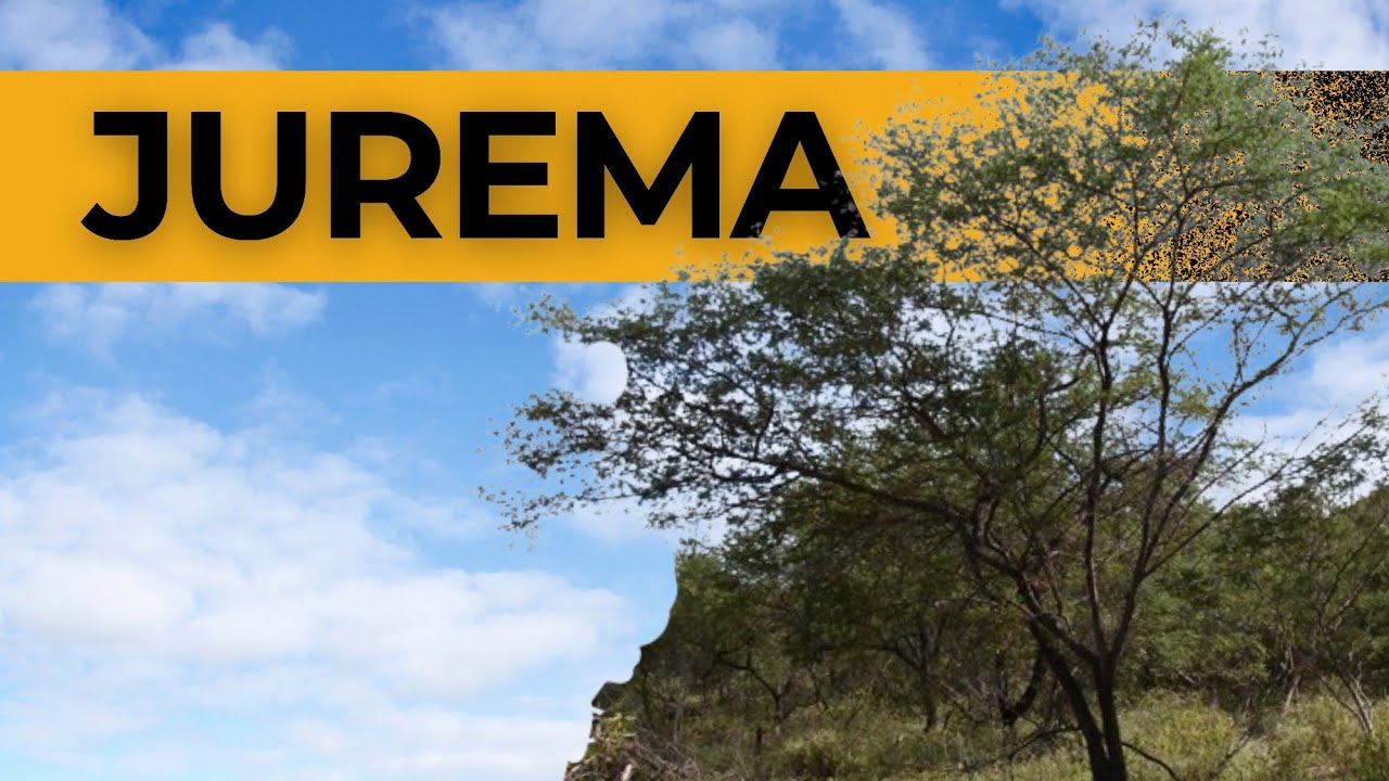JUREMA PRETA e seus efeitos: um milagre da NATUREZA!