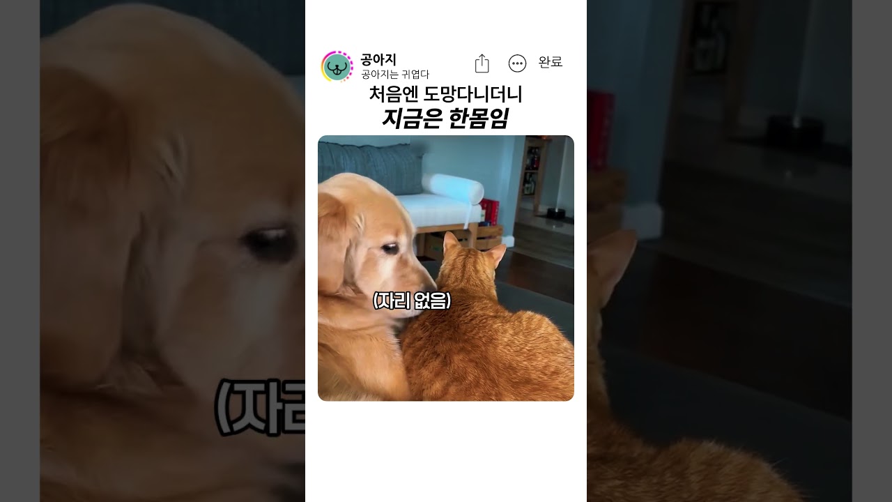 한몸이 되어버린 찹츄와 고양이 #강아지 #반려뎐