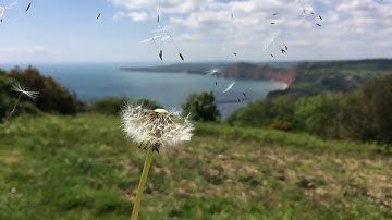 Coastal dandelion seed
