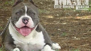 Crecimiento de un American Bully,Dog growth  MOLLY