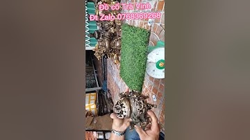 tượng đầu với treo tường .tượng sư tử  .tượng phật. hổ đồng. Đồ cổ Trà Vinh- Đt Zalo 0768369268