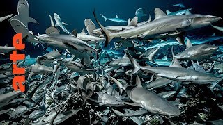 700 Haie (Folge 1) – Das Geheimnis von Fakarava | 360° Video | ARTE
