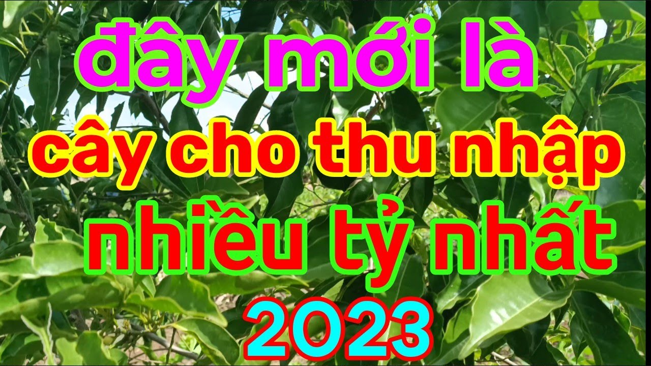 tốp 10 loại cây lâu năm cho thu nhập khủng nhất năm 2023 nhà nông nên biết