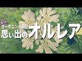 【オルレア育て方】種まき〜種採取！成長観察！全記録！ガーデニング 庭づくり初心者