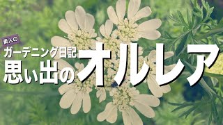 【オルレア育て方】種まき〜種採取！成長観察！全記録！ガーデニング 庭づくり初心者