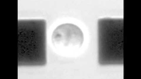 Video 5: Cell dividing along the axis of force application