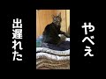 「ご飯」のスタートダッシュに遅れる猫。